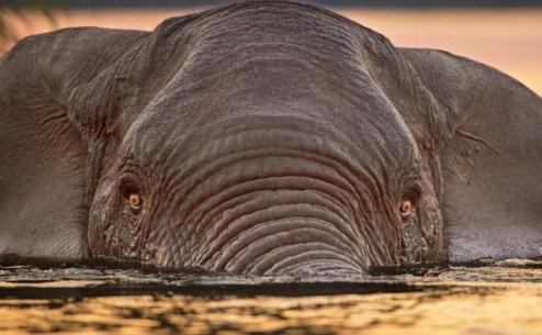 25TB-ELEPHANTS1-master768-v3