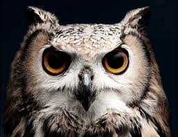 owl 1
